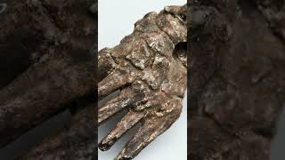 Early #humans Used Tools 2 Million Years Ago