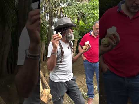 Rastaman say, DUPPY SOUR SOP or NONI FRUIT What’s the Difference?