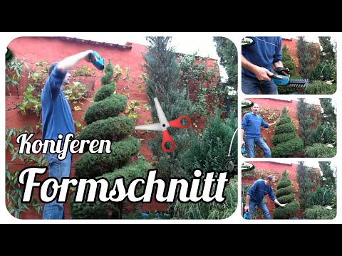 Garden tip August 0806 Cutting sugar pine in a spiral