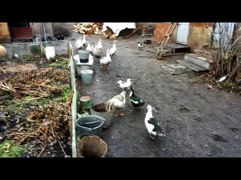 Птичье хозяйство//Что получилось и что делать дальше