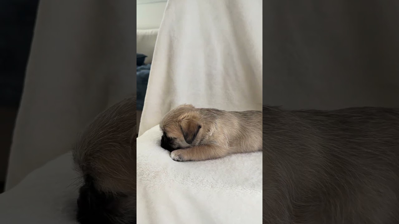 Enlarge Cassie, a ADOPTABLE mixed breed in Fort Collins, CO video 6/6