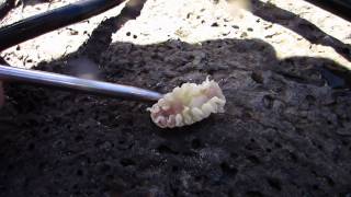 Creepy parasite removed from fish&#39;s mouth - Cymothoa Exigua