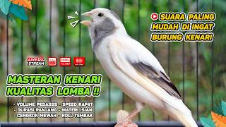 Download lagu Kenari GACOR NGEREK‼️ Masteran Kenari PAUD dan Pancingan Kenari MACET BUNYI dan Betina NGIWIR - 280 mp3
