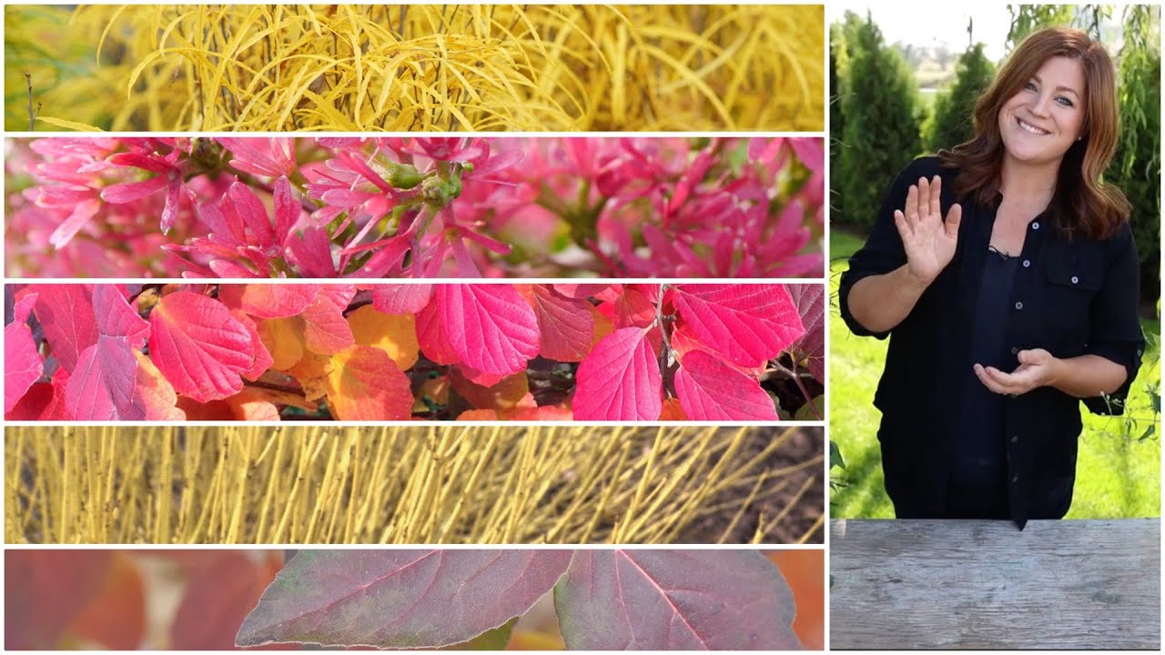 5 Shrubs that Deliver Huge FallColor! ❤️🍁🧡🍂💛// Garden Answer