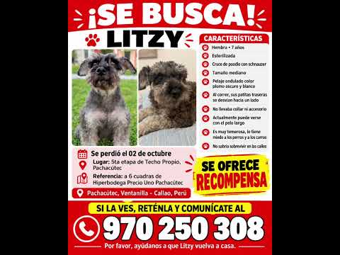 Se busca a Litzy 🥺🙏 Amigos de Ventanilla - Callao, Perú 🚨🔊 #PawFindr #Mascotas #MascotasPerdidas