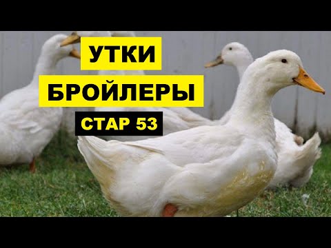 , title : 'Разведение Уток Стар 53 как бизнес идея | Бройлерные утки породы Стар 53 | Утиная ферма'