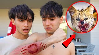 A Wild Cat ATTACKED Me!