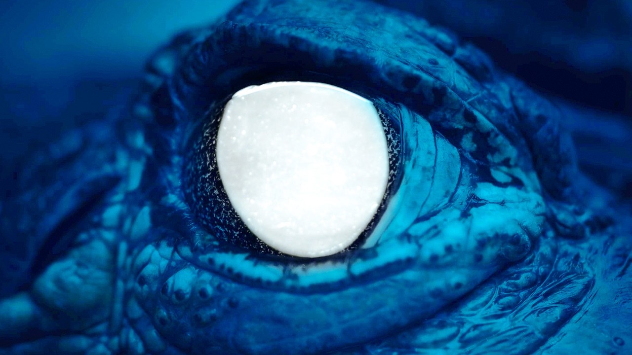 The Bayou - Видео