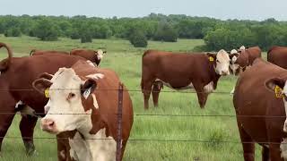Fall calving Hereford cows