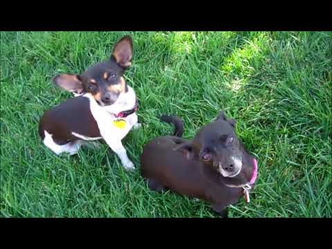 Agatha and Allie - Bonded pairs get along and keep each other company!, an adopted Chihuahua & Rat Terrier Mix in Pasadena, CA_image-1