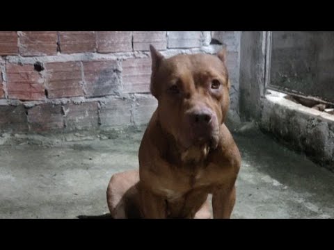 Pit bull nuwan monster #lekthebestkennel