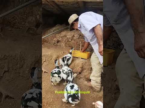 la granja de Don Germán , Pueblorrico Antioquia