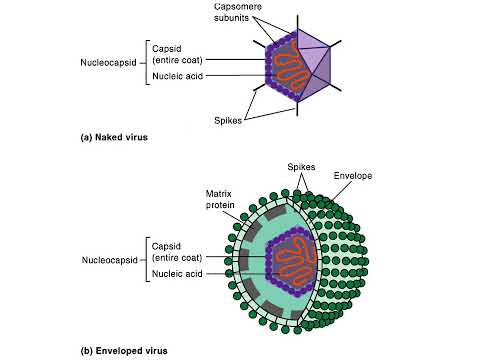 Ch 6 Acellular Pathogens