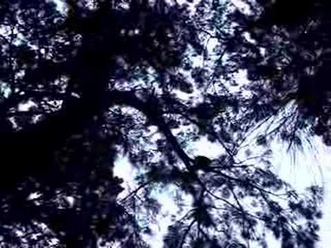 Tres Sonidos familiares