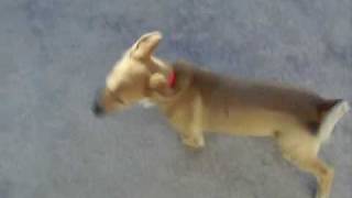 preview picture of video 'DOLF un chien non dresser'