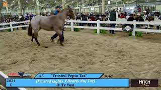 Triangle Horse Sales, Oklahoma City, OK Day 1