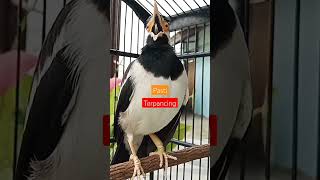 Download lagu Jalak Suren Gacor Terapi Jalak Suren Macet, Jalak Suren Muda Agar Cepat Gacor #shorts #asmr mp3