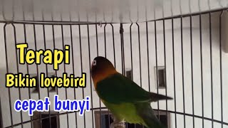 Download lagu Lovebird gacor ngekek panjang terapi jitu bikin lovebird cepat bunyi ngekek coba saja mp3