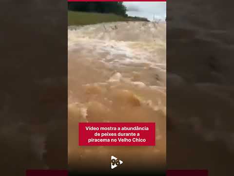 Piracema em Três Marias