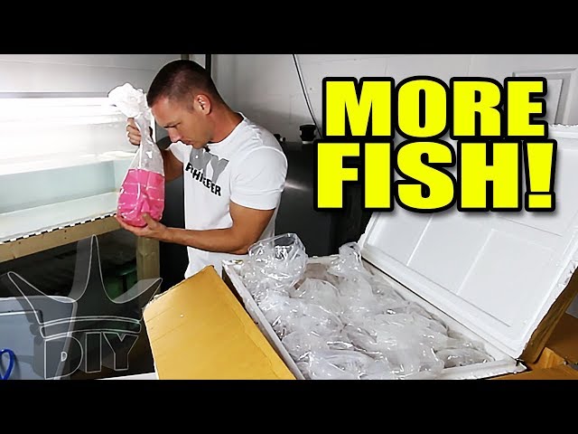 UNBOXING MY SECRET FISH