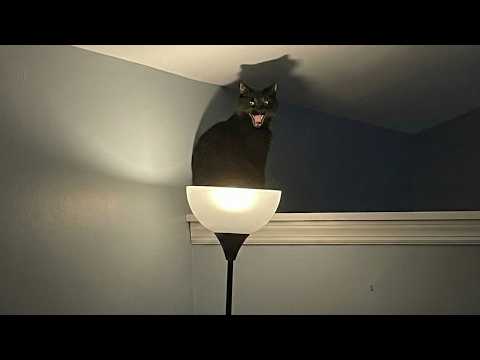 Funny Cats Caught Being Absolute Weirdos 🤣 Funniest CATS Video