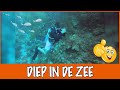 Curaçao #5 - De (w)onderwaterwereld van Curaçao | DierenpraatTV