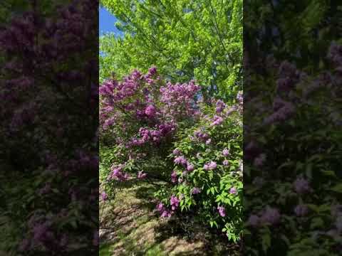 インディアンライラックの種を集める方法は？  庭園