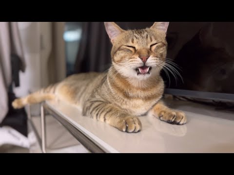 왜 이러는지 모르겠는 고양이 모음