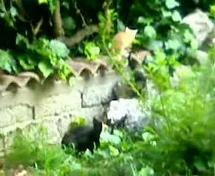 Marv e la sua famiglia