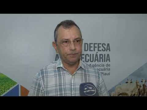 PESTE SUÍNA: ADAPI CONFIRMA NOVO FOCO EM PEDRO II