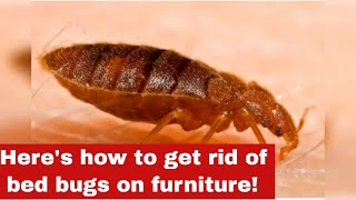 How To Get Rid Of Bed Bugs On Furniture [Detailed Guide]