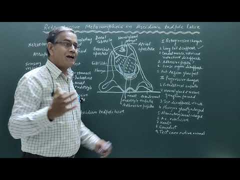 Retrogressive metamorphosis in Ascidian larva