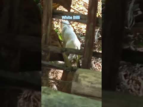 First time white Billi dekha😱#youtubeshorts #dipanjali #viral #yt #cute #cats #catlover #catshorts