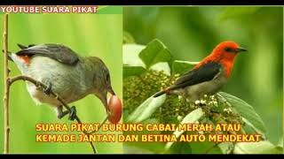 Download lagu SUARA PIKAT BURUNG CABAI MERAH ATAU KEMADE JANTAN DAN BETINA AUTO MENDEKAT mp3