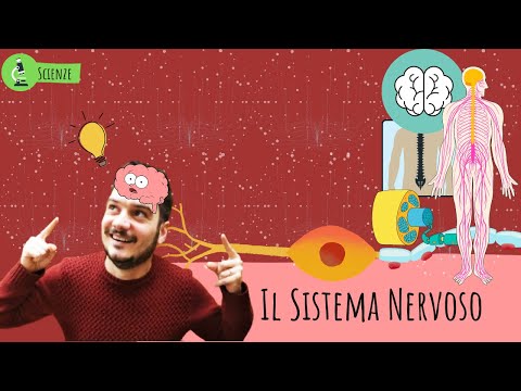 IL SISTEMA NERVOSO - Le scienze spiegate FACILI
