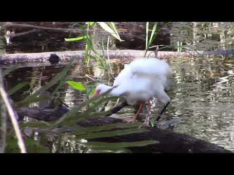 02102022 Highlands Hammock State Park