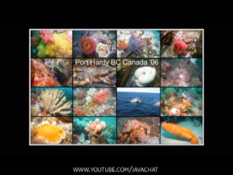 Island reef job video application