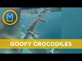 Video Reveals How Goofy Crocodiles Look Underwater Your Morning