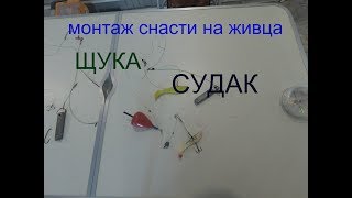 Донная снасть для ловли хищника на живца с берега