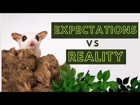 Expectations vs Reality | Sugar Gliders as Pets