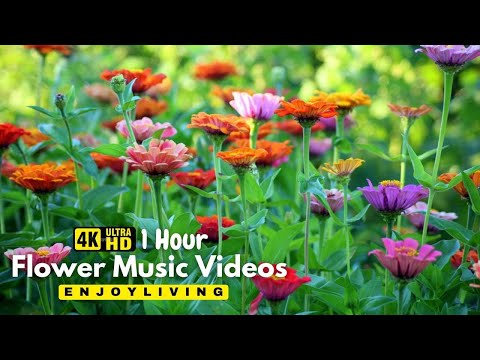Gentle Blooming of Spring Flowers in 4K - Deep Relaxation to Spring Nature Colors & Sounds