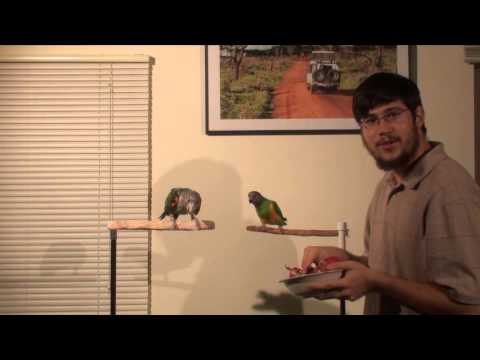 YouTube video about: Can birds have pomegranate?