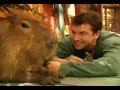 Zoboomafoo Cap 21 Gigantes