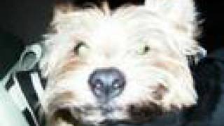 Unwritten Law Up All Night