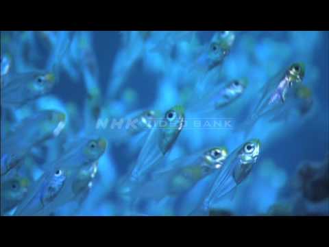 NHK VIDEO BANK - Underwater: the Beautiful Sea off Kikai Island, southern Japan