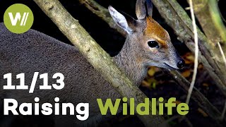 Cheetah, Honey Badger & Blue Duiker | Raising Wildlife (11/13)