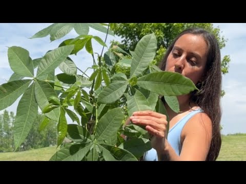 Money tree care and repotting