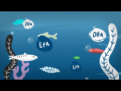 Omega-3 verständlich erklärt – warum ist Omega-3 so wichtig?