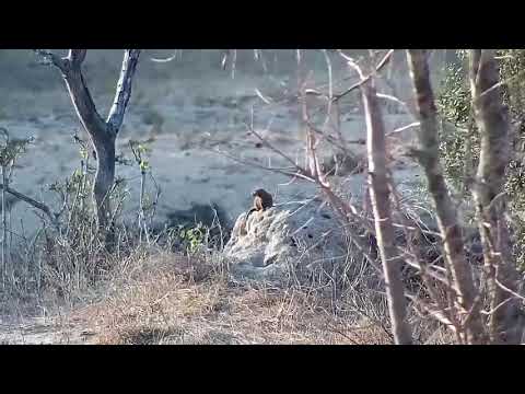 Djuma: Dwarf Mongoose on small termite mound - 16:34 - 09/19/21