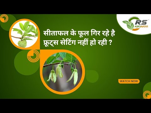 Are the custard apple flowers falling? Are the fruits not setting? Flower Dropping in Custard Apple?